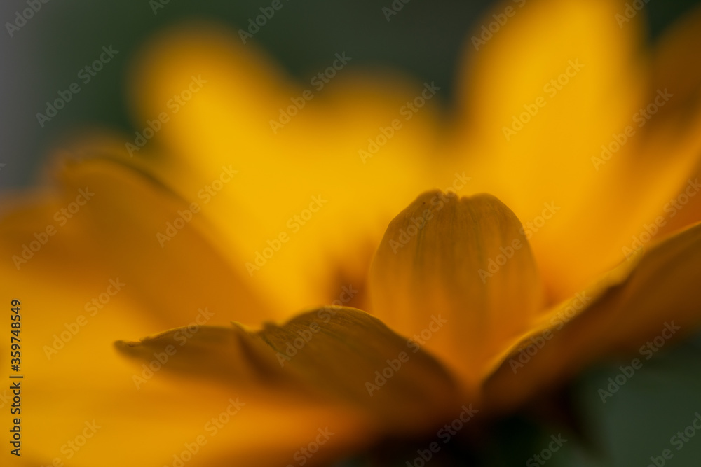 Close up of beautiful flower, plant in a park in Germany Close up of beautiful flower, plant in a park in Germany