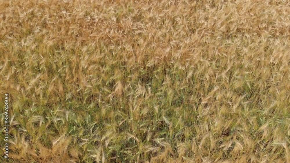 Ripe wheat on a farm field. View from above Ripe wheat on a farm field. View from above