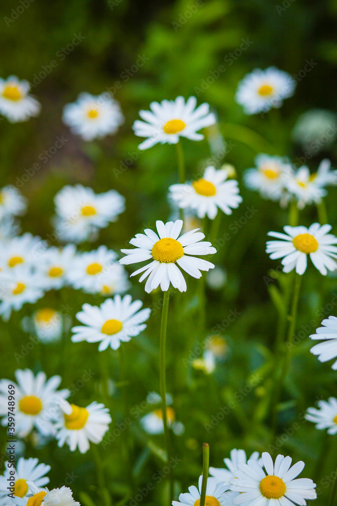 Beautiful large blossoms of daisies in the light of the setting sun in the green grass