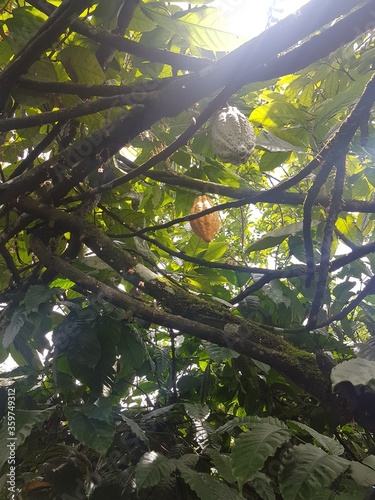 cocoa tree with fruit