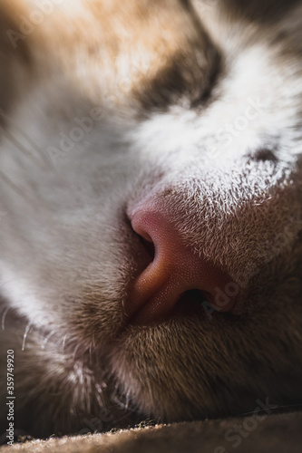 close up of a cat