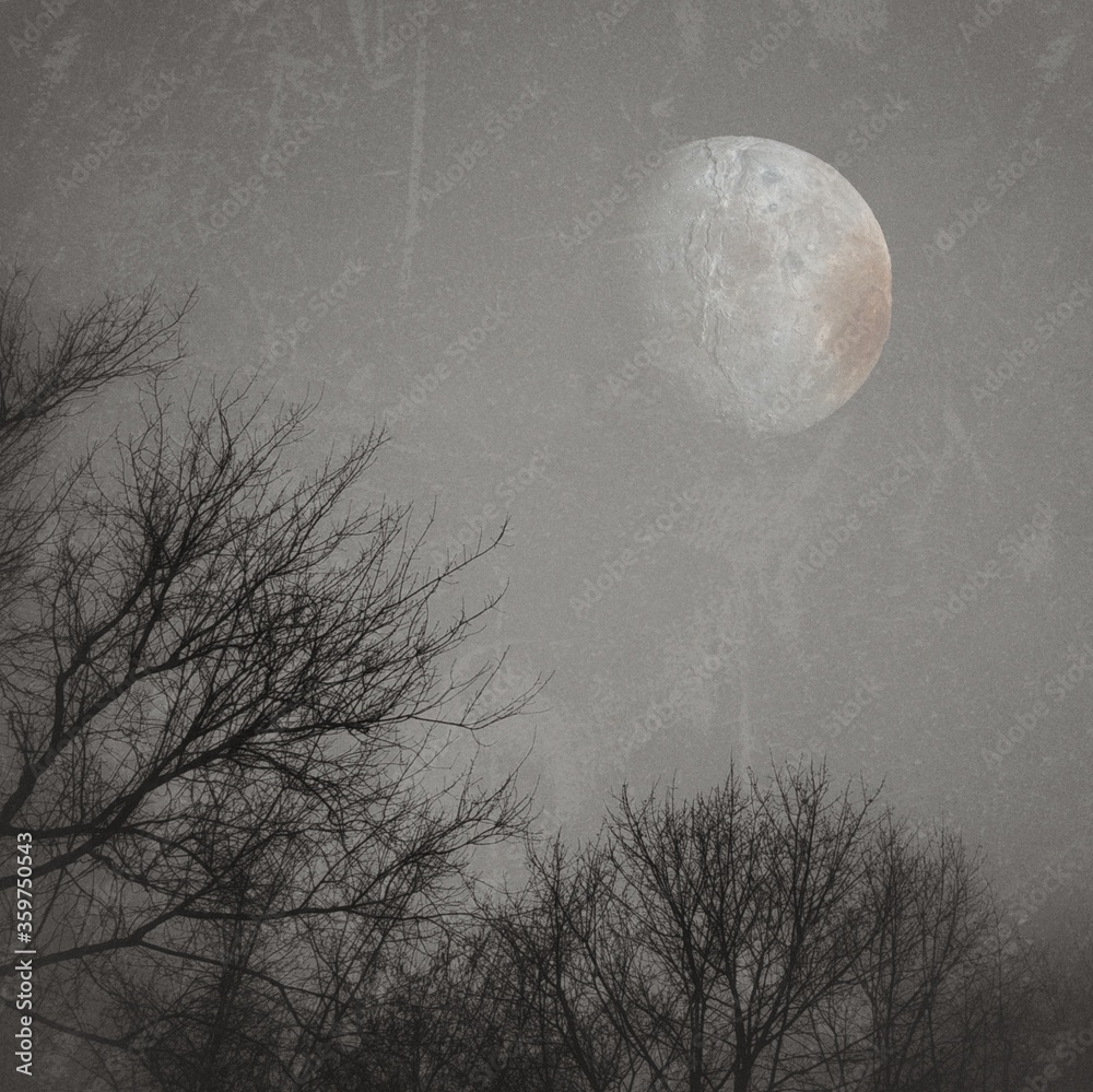 Naklejka premium moon and tree