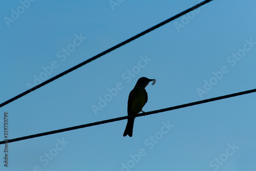 Bird Perched on a Wire Preening © mexitographer