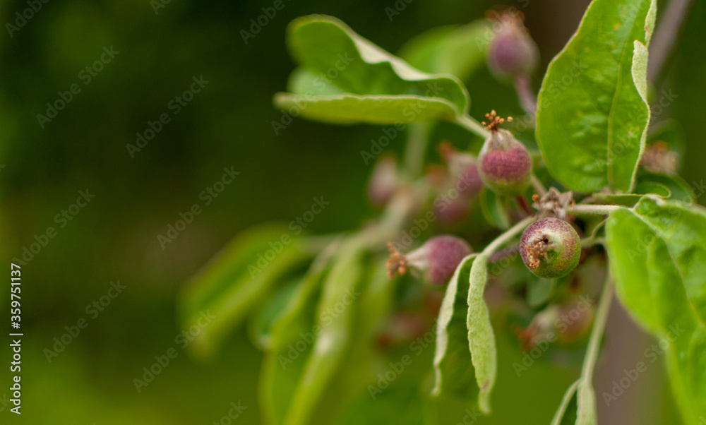 Fresh ripening domestic Apple fruits on blurred floral background. Malus domestica. Fresh ripening domestic Apple fruits on blurred floral background. Malus domestica.