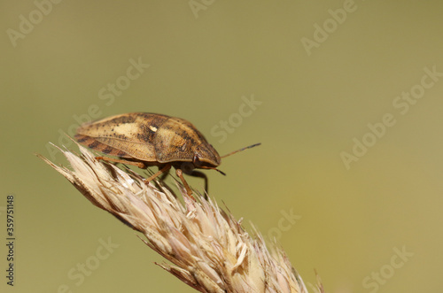 A Tortoise Bug, Eurygaster testudinaria, standing on a grass seed head in a meadow. photo