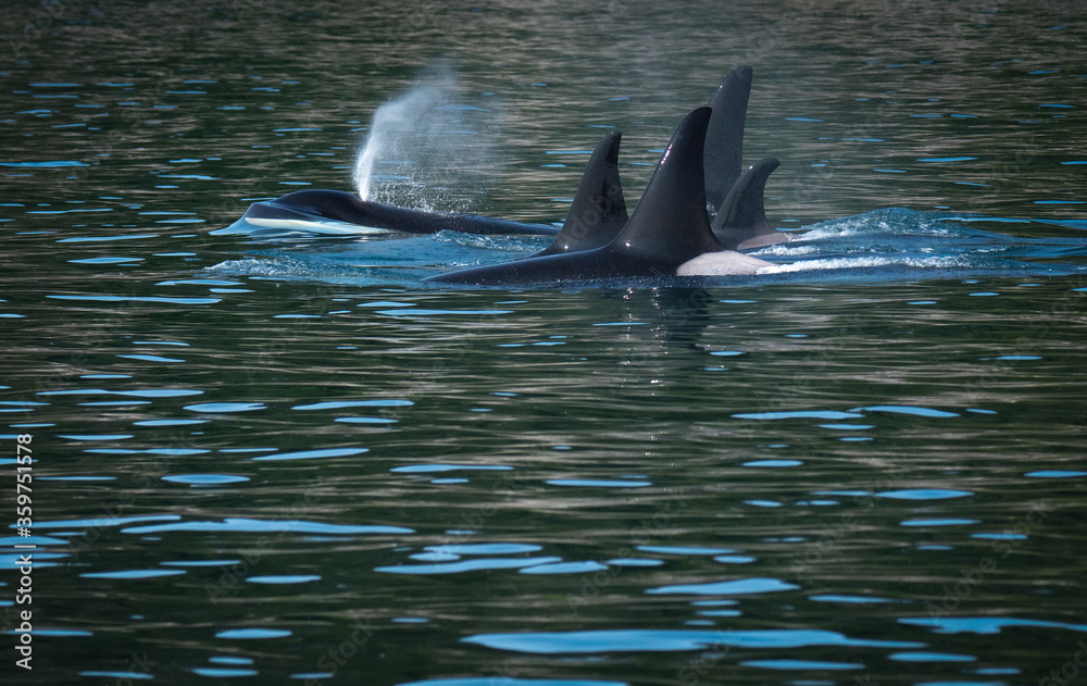 Fototapeta premium Family pod of 4 orca swim in line abreast