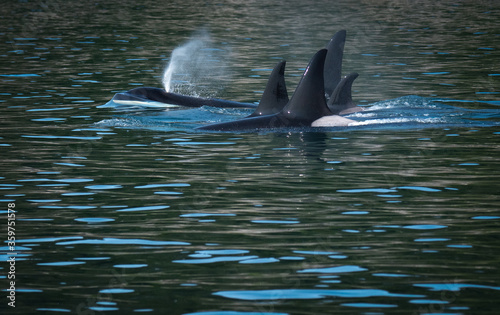 Family pod of 4 orca swim in line abreast