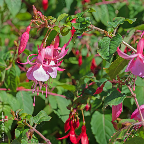 Bl  hende rote Fuchsien  Fuchsia