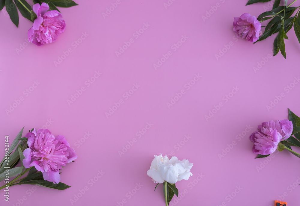 Fototapeta premium Top view pink peonies, many colors on a blue background, flat lay, copy space