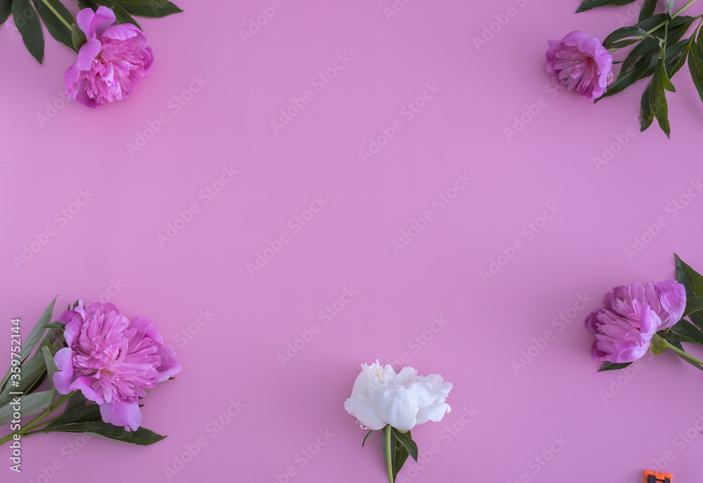 Top view pink peonies, many colors on a blue background, flat lay,  copy space