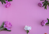 Top view pink peonies, many colors on a blue background, flat lay,  copy space