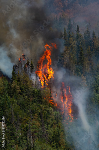 Flames lick up trees in spruce forest