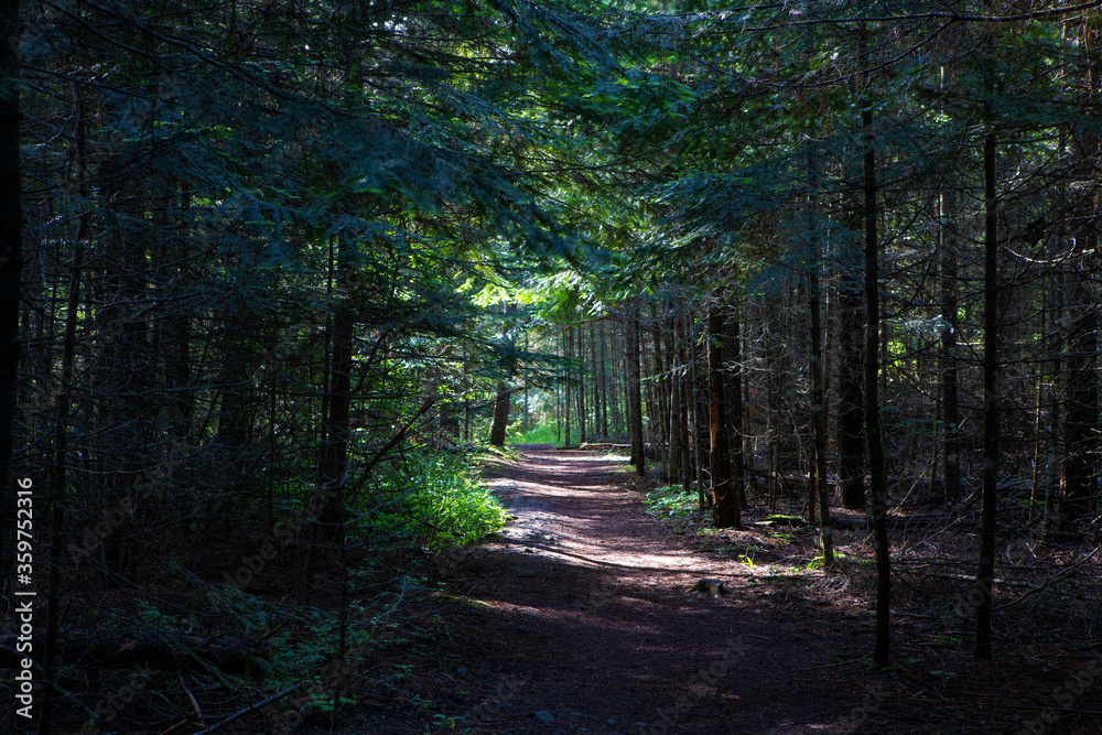 Fototapeta premium Farragut State Park