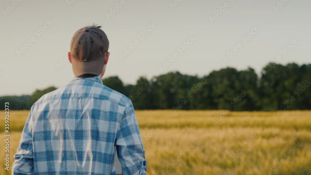 Back view: A young farmer with a tablet in his hand walks along a wheat field Back view: A young farmer with a tablet in his hand walks along a wheat field