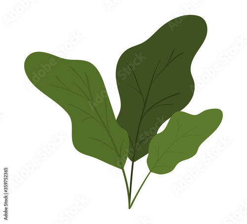 leaves design of Floral nature plant garden ornament botany decoration and life theme Vector illustration