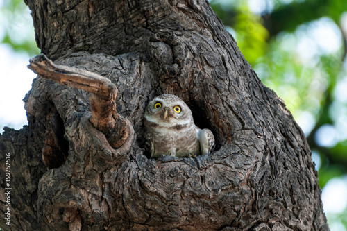 Photography C_0137 Owl
Photographed in Red Fort, New Delhi, India in April 2019
