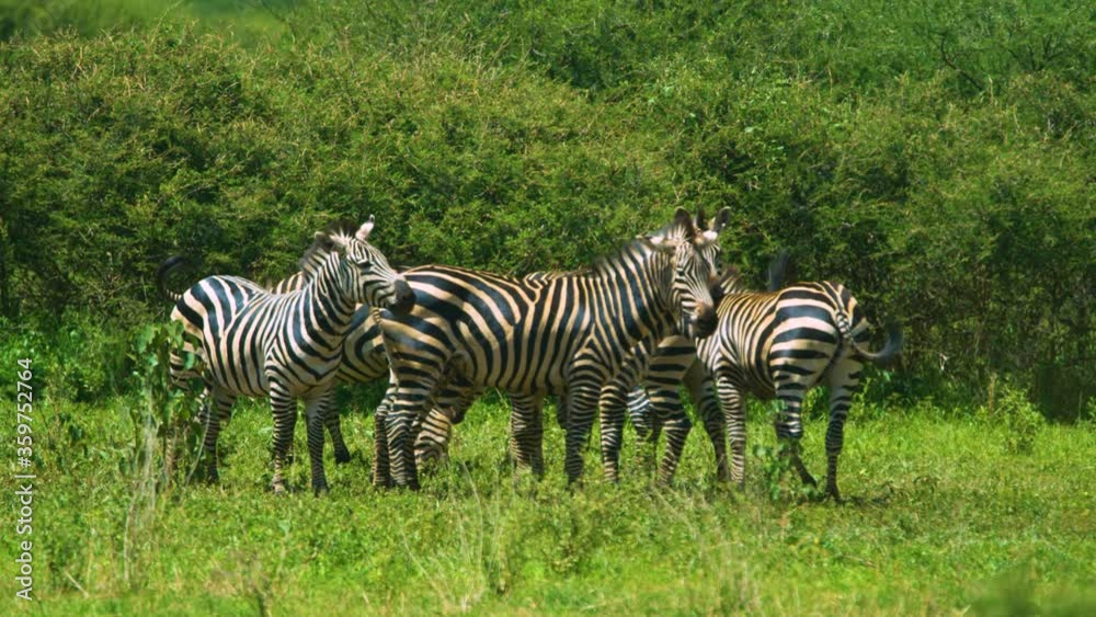 Small group of zebras with beautiful patterns shaking heads and relaxing in Africa Small group of zebras with beautiful patterns shaking heads and relaxing in Africa