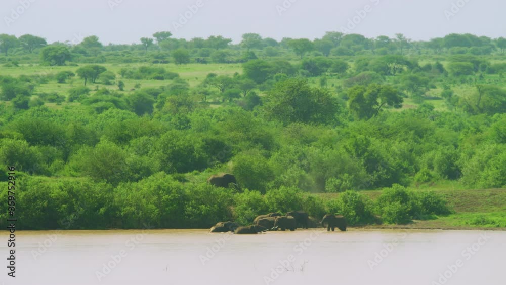 Stunning slo mo view of elephants relaxing in waterhole in green african plains Stunning slo mo view of elephants relaxing in waterhole in green african plains