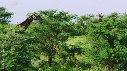Giraffe feeding on vegetation in the wild Manyara Ranch Conservancy Tanzania Africa