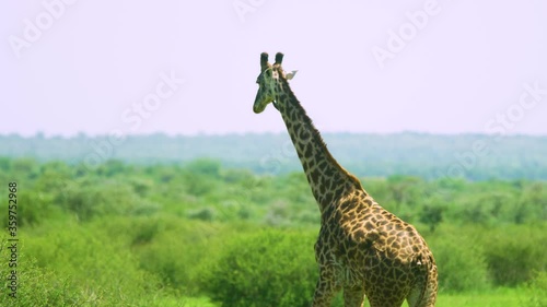 Slow motion giraffe walking in african green plains in the wild