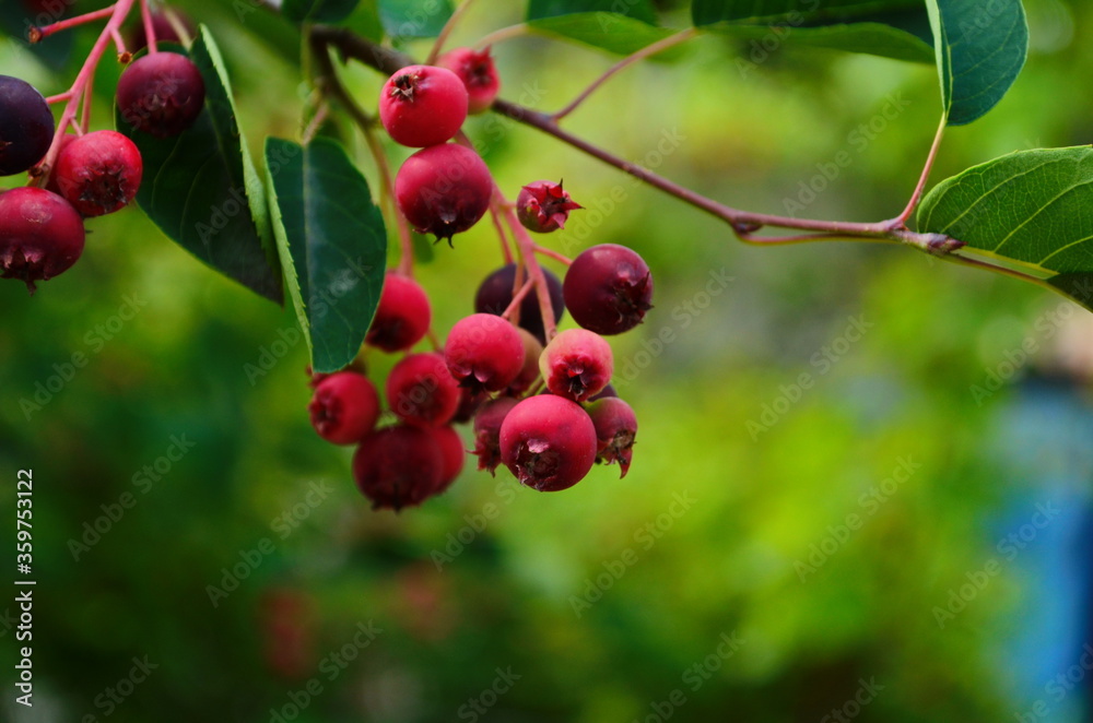 closeup of Berry from the Amelanchier lamarckii, also called juneberry, serviceberry or shadbush, blooming in spring
