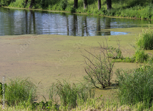 forest landscape on a pond