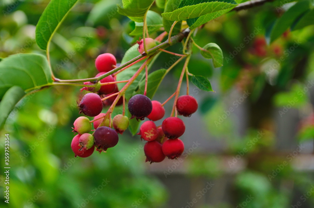 closeup of Berry from the Amelanchier lamarckii, also called juneberry, serviceberry or shadbush, blooming in spring closeup of Berry from the Amelanchier lamarckii, also called juneberry, serviceberry or shadbush, blooming in spring