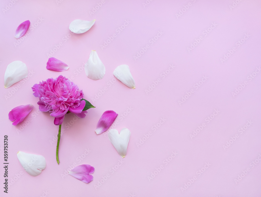 ..Pink peony flower on a pink background. White and pink flower petals are scattered. Isolated pink background. Copy space for text or design.