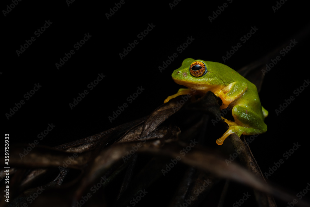 Obraz premium Jayaram's bush frog