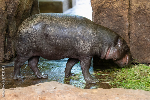 Liberian hippopotamus or pygmy hippopotamus (in german Zwergflusspferd) Choeropsis liberiensis or Hexaprotodon liberiensis