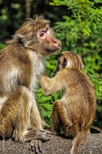 Sri Lanka Toque macaque or Macaca sinica © Emoji Smileys People