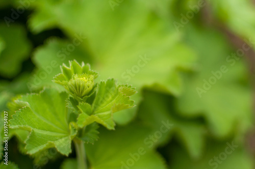 Fresh green Alumroot leaves on a floral green background. Heuchera.