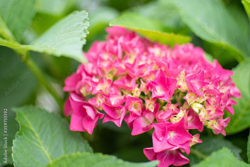 Pink blühende Hortsensien Blüte Pink blühende Hortsensien Blüte
