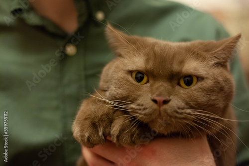 British shorthair brown cat in his arms
