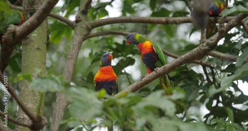 Wild Parrots In Trees in Australia