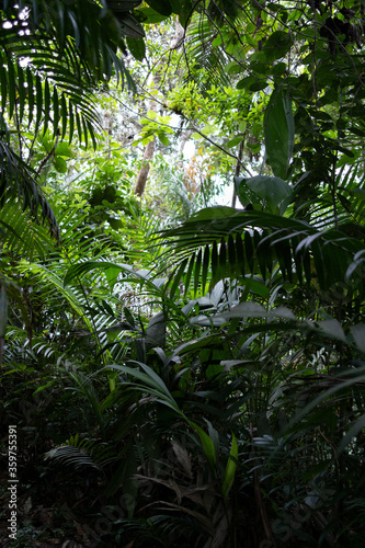 Landscape inside a cloud forest  with ferns  palm trees and old trees 