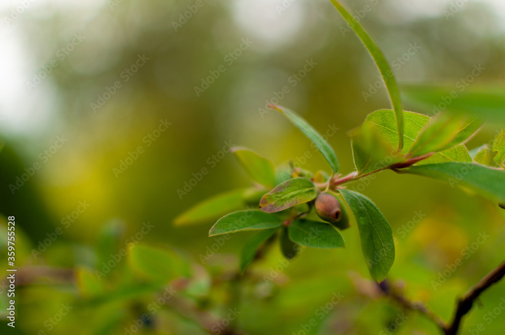Ripening Blue-berried Honeysuckle fruits on blurred greenery background with copy space. Lonicera caerulea. Ripening Blue-berried Honeysuckle fruits on blurred greenery background with copy space. Lonicera caerulea.