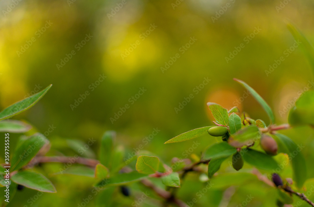 Ripening Blue-berried Honeysuckle fruits on blurred greenery background with copy space. Lonicera caerulea. Ripening Blue-berried Honeysuckle fruits on blurred greenery background with copy space. Lonicera caerulea.