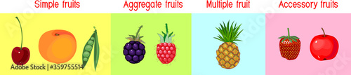 Different types of fruits: simple, aggregate, accessory and multiple. Scheme for botany lessons