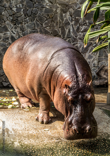 Hippopotamus hippos