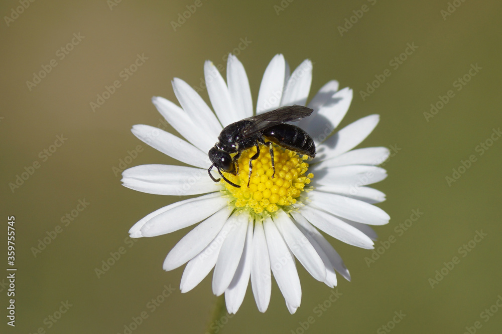 Fototapeta premium Hylaeus communis (Common Yellow-face Bee), family plasterer bees, polyester bees (Colletidae). Flower of common daisy Bellis perennis, family Asteraceae. June, Dutch garden.