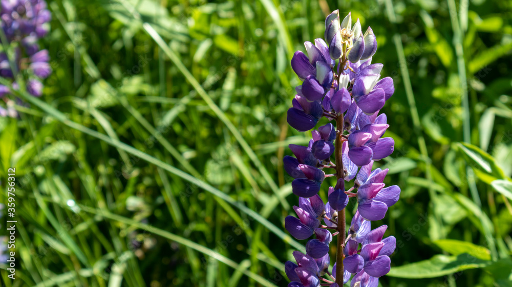 purple lupines close up with blurred background purple lupines close up with blurred background