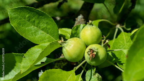 small green apples on a tree branch