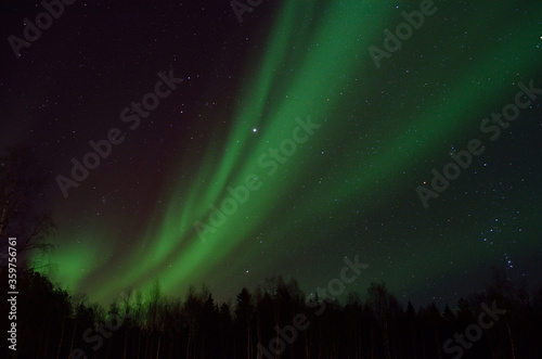 strong aurora borealis dancing on winter night sky over tree tops in northern Norway