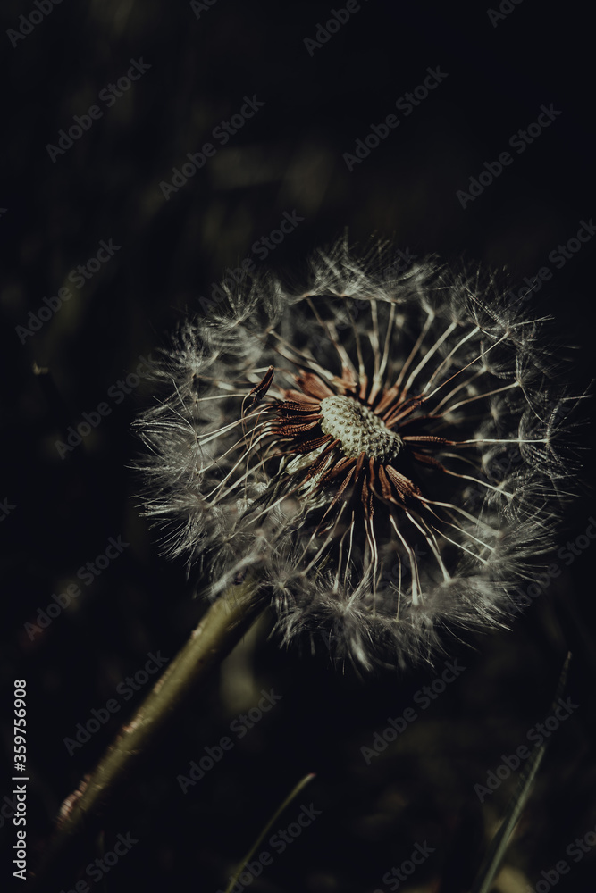 Fototapeta premium dandelion seed head