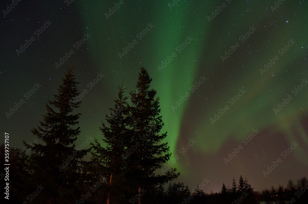 Fototapeta premium strong aurora borealis dancing on winter night sky over tree tops in northern Norway