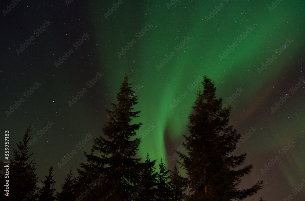 strong aurora borealis dancing on winter night sky over tree tops in northern Norway