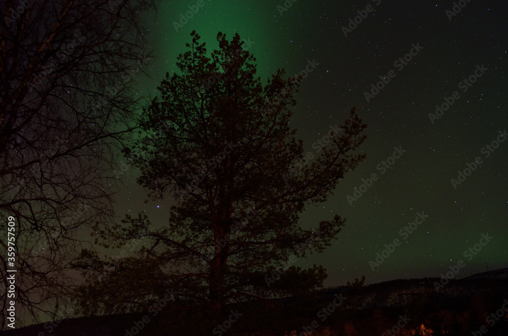 strong aurora borealis dancing on winter night sky over tree tops in northern Norway strong aurora borealis dancing on winter night sky over tree tops in northern Norway