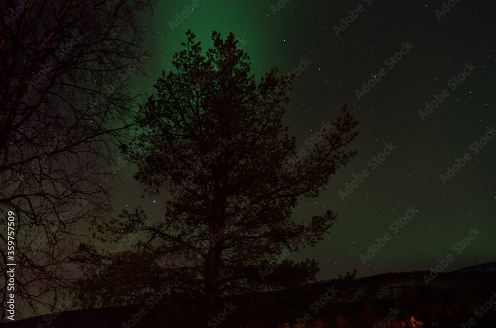 strong aurora borealis dancing on winter night sky over tree tops in northern Norway