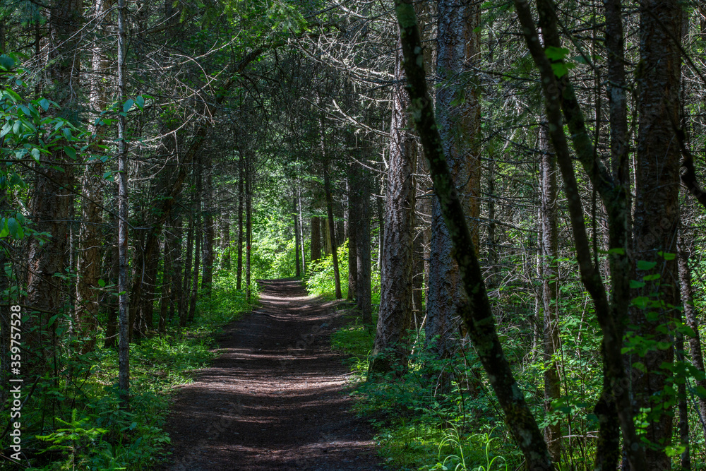 Fototapeta premium Farragut State Park